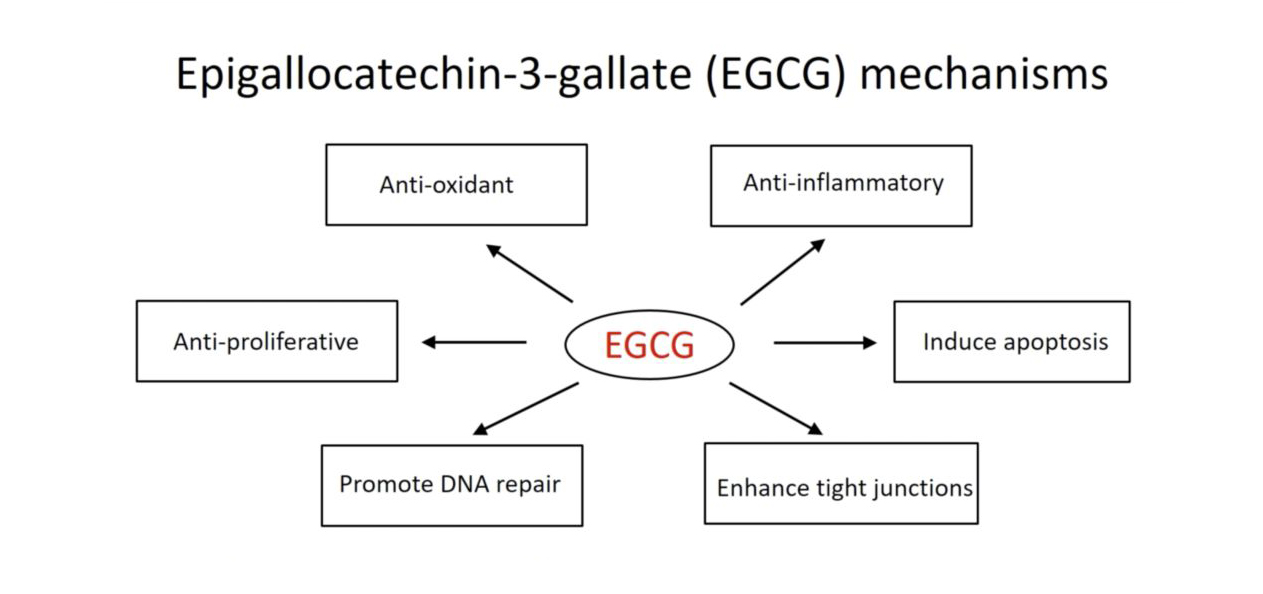 The basic ingredient of EGCG(epigallocatechin gallate)-Xi'an Lyphar Biotech Co., Ltd