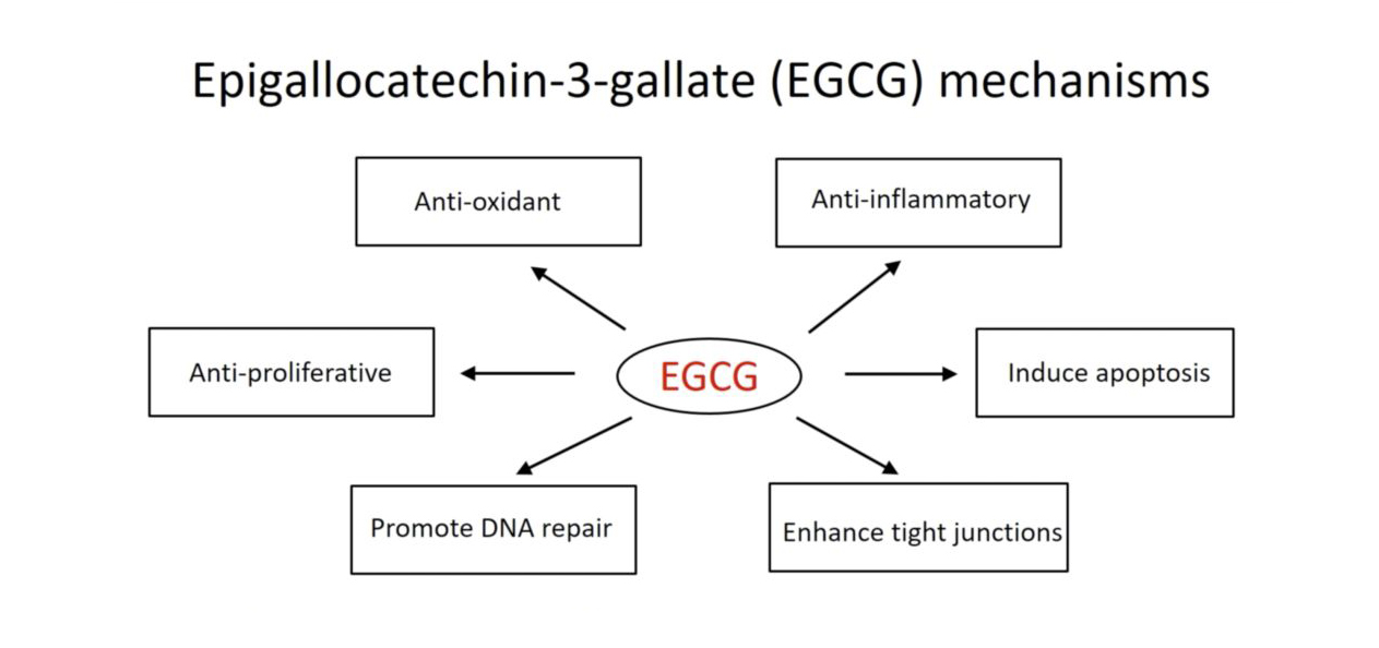 EGCG