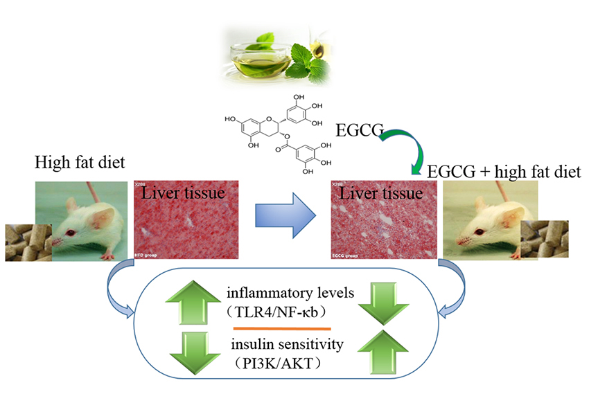 EGCG 