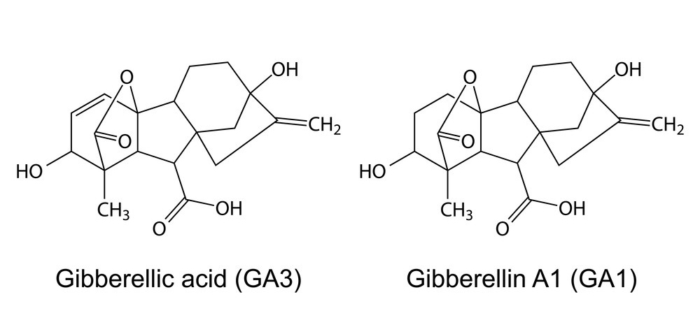 The application of Gibberellic Acid-Xi'an Lyphar Biotech Co., Ltd