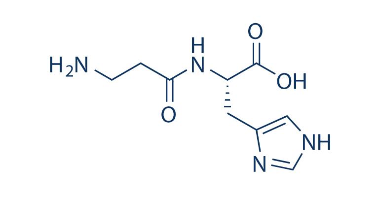 The application of L-Carnosine-Xi'an Lyphar Biotech Co., Ltd The application of L-Carnosine-Xi'an Lyphar Biotech Co., Ltd
