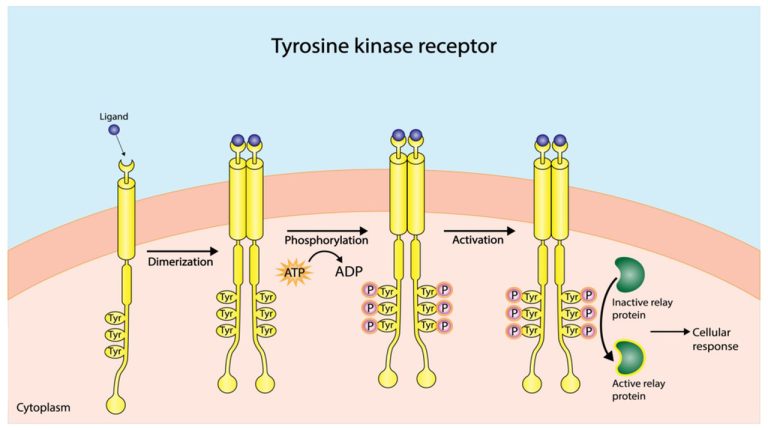 The application of Tyrosine 1 2024031307063733