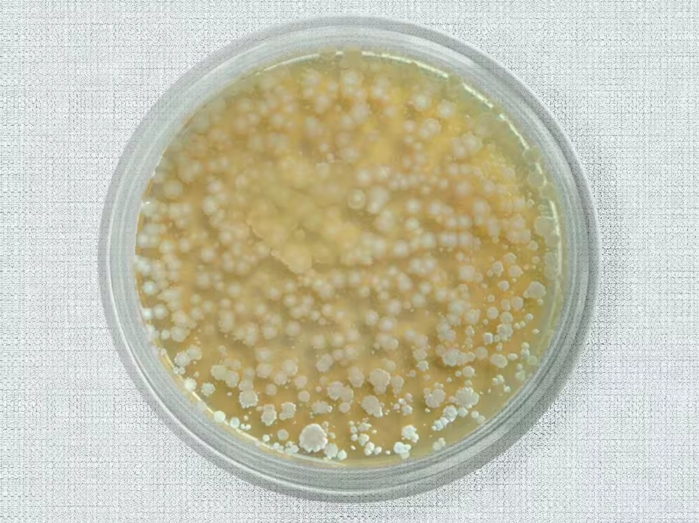 Bacillus licheniformis