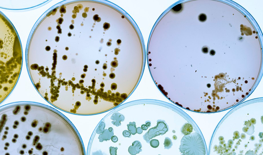 Bacillus subtilis