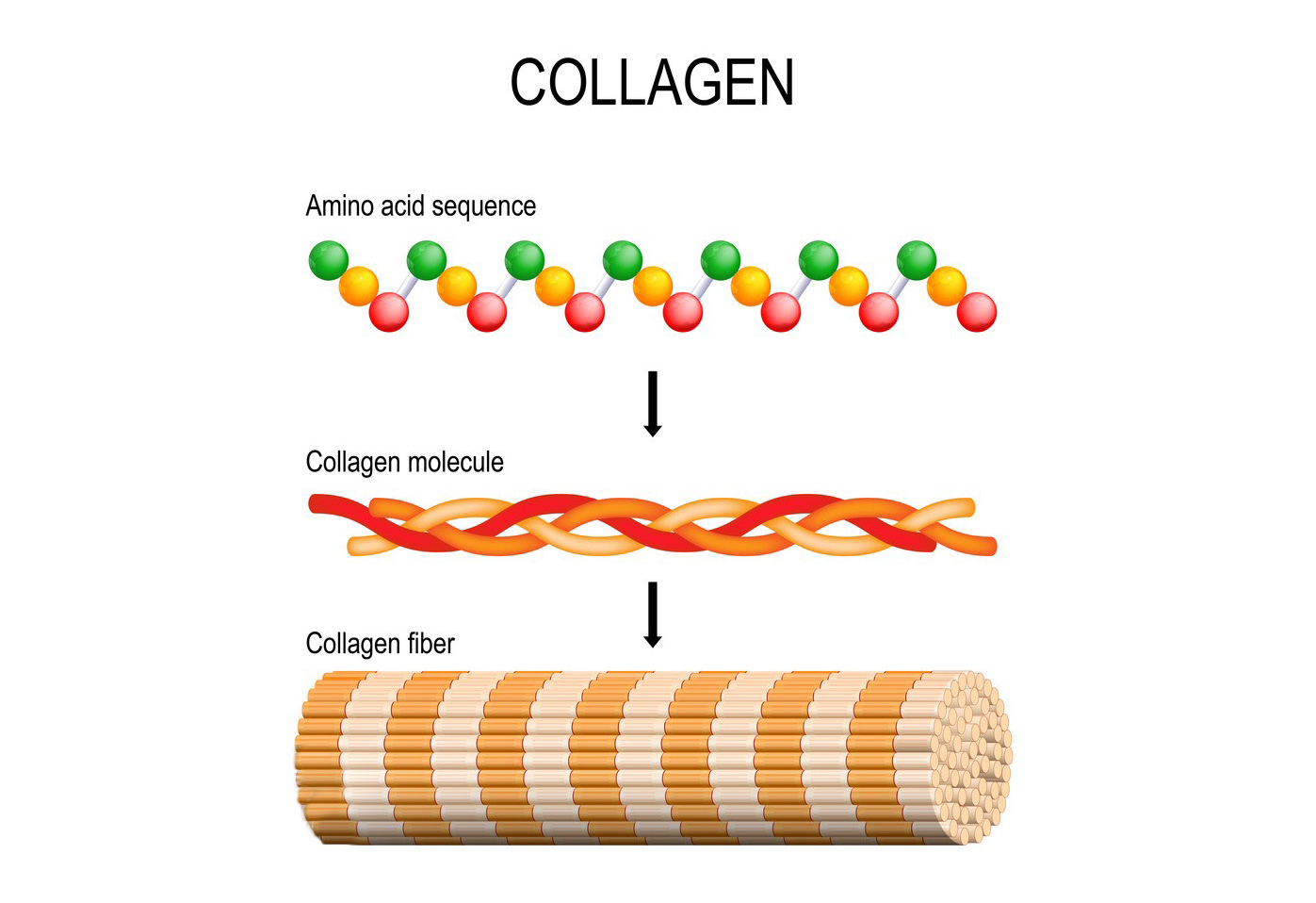 Marine Collagen Capsules