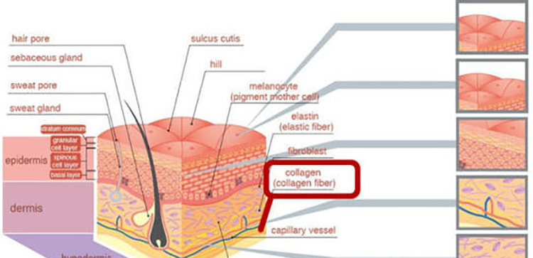 Marine Collagen Capsules