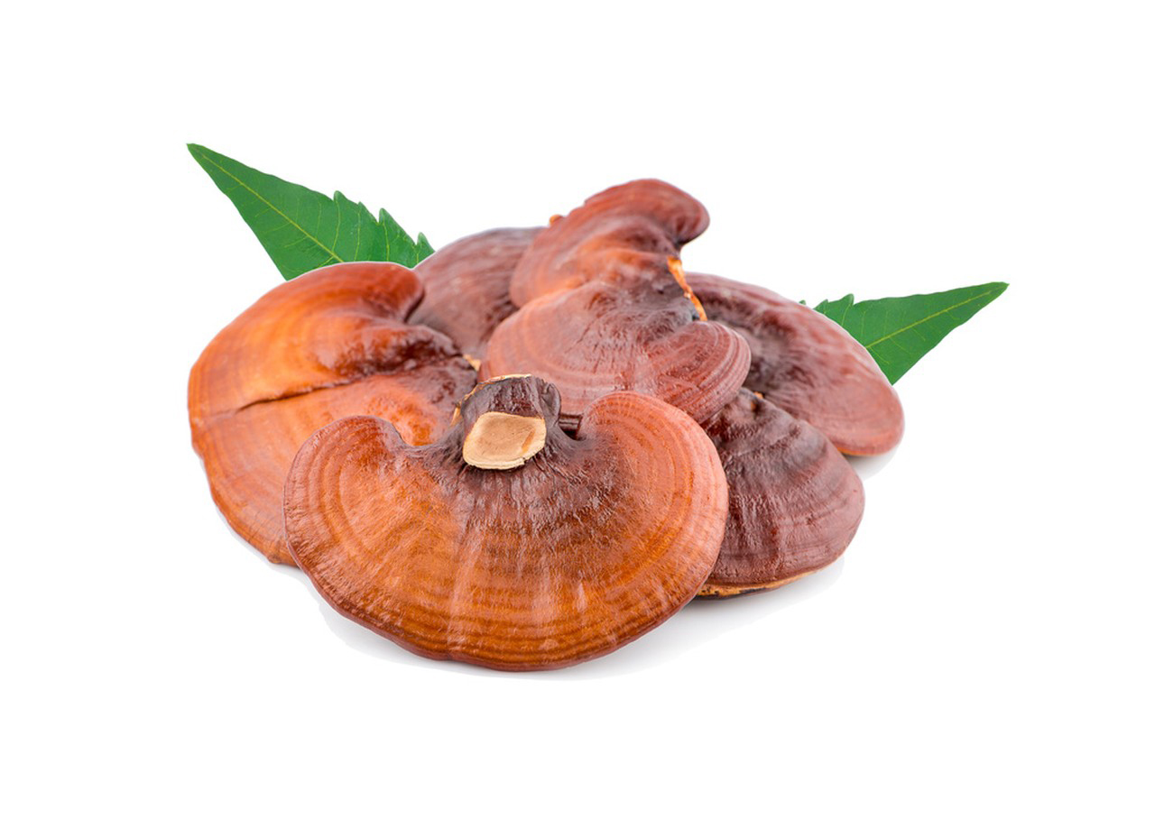 Ganoderma Extract Capsules