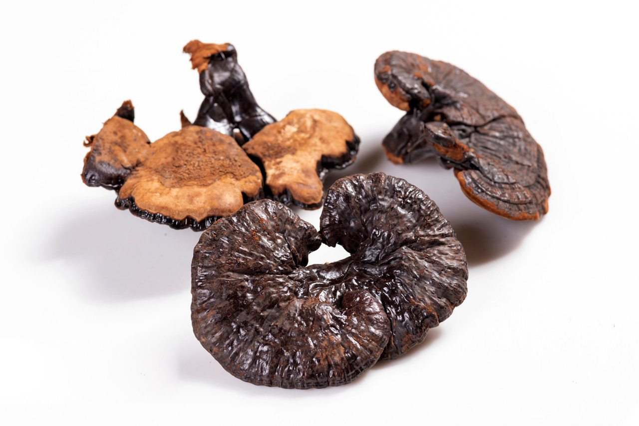 Ganoderma Extract Capsules