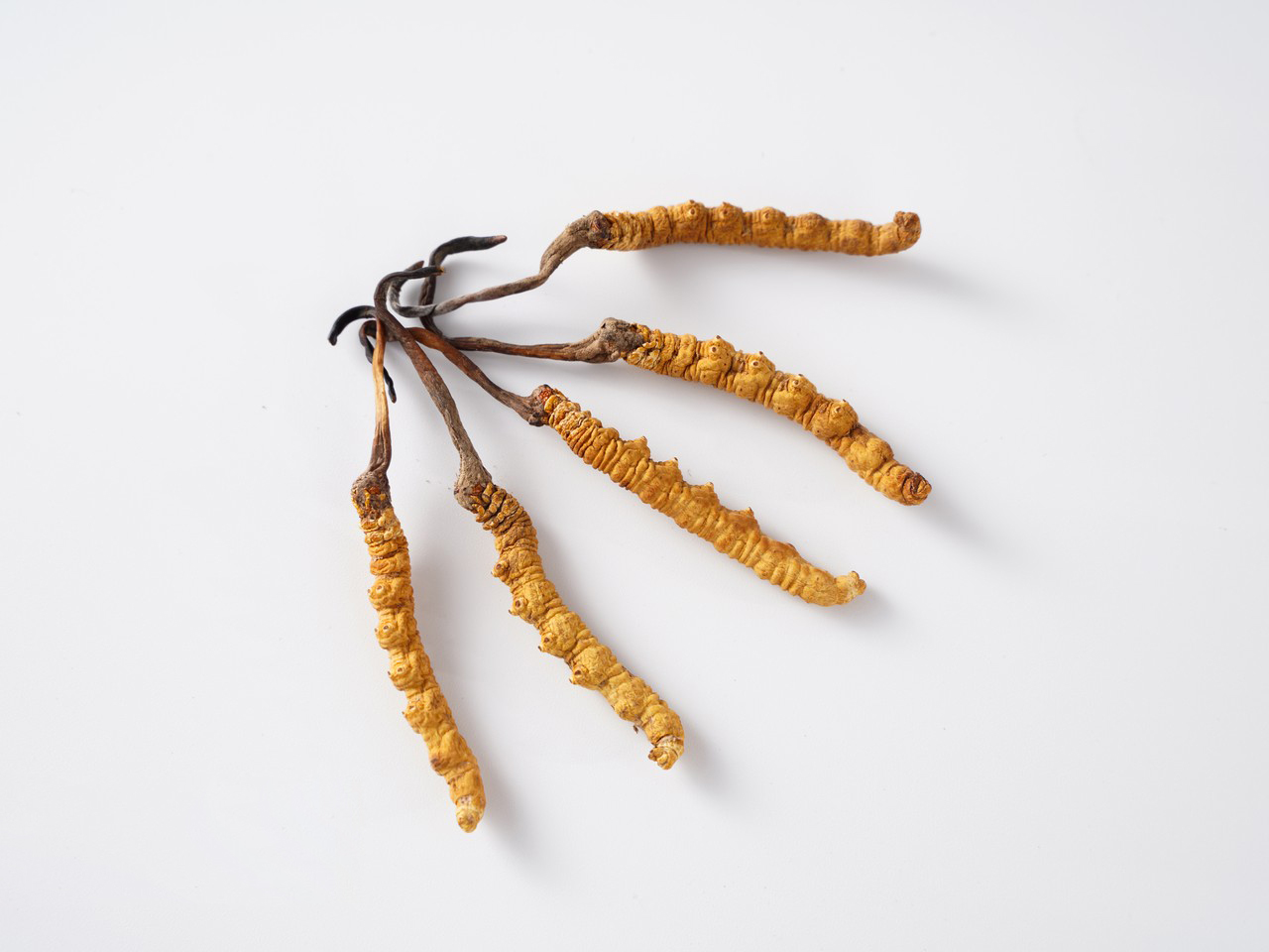 Cordyceps Capsules