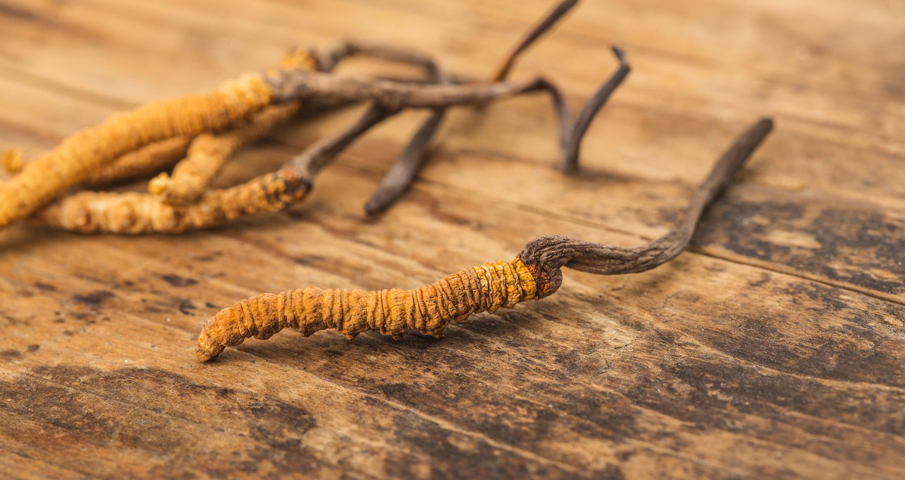 Cordyceps Capsules