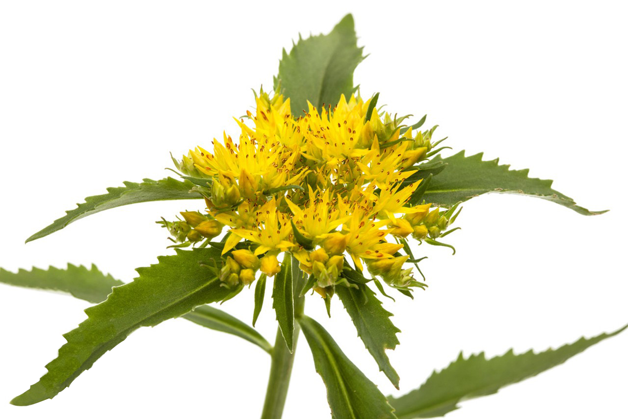 Rhodiola Rosea Extract Capsules