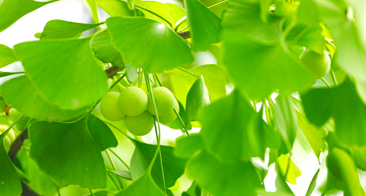 The pros and cons of Amentoflavone-Xi'an Lyphar Biotech Co., Ltd The pros and cons of Amentoflavone-Xi'an Lyphar Biotech Co., Ltd