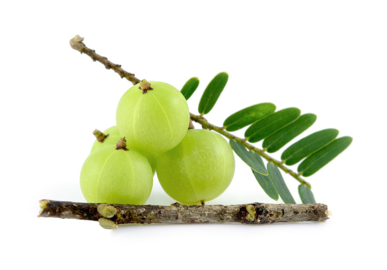 What is Phyllanthus Emblica Extract?-Xi'an Lyphar Biotech Co., Ltd What is Phyllanthus Emblica Extract?-Xi'an Lyphar Biotech Co., Ltd