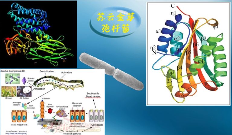 Optimization of solid fermentation medium from Bacillus Thuringiensis 1 2024110106465279