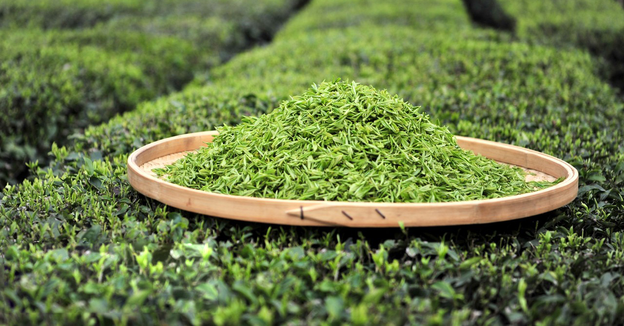 Extraction process of L-Theanine-Xi'an Lyphar Biotech Co., Ltd Extraction process of L-Theanine-Xi'an Lyphar Biotech Co., Ltd