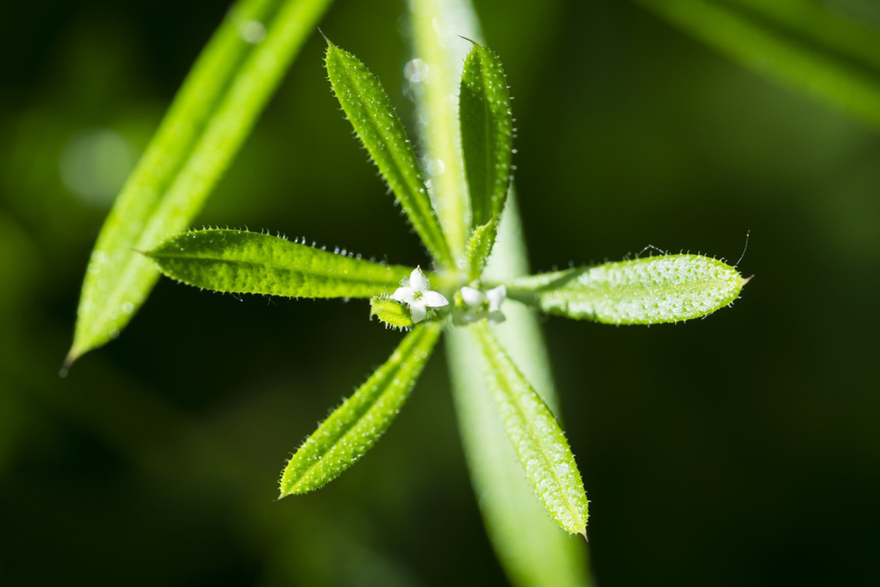 L-Glutamic Acid-Significance in Amino Acid Metabolism-Xi'an Lyphar Biotech Co., Ltd L-Glutamic Acid-Significance in Amino Acid Metabolism-Xi'an Lyphar Biotech Co., Ltd