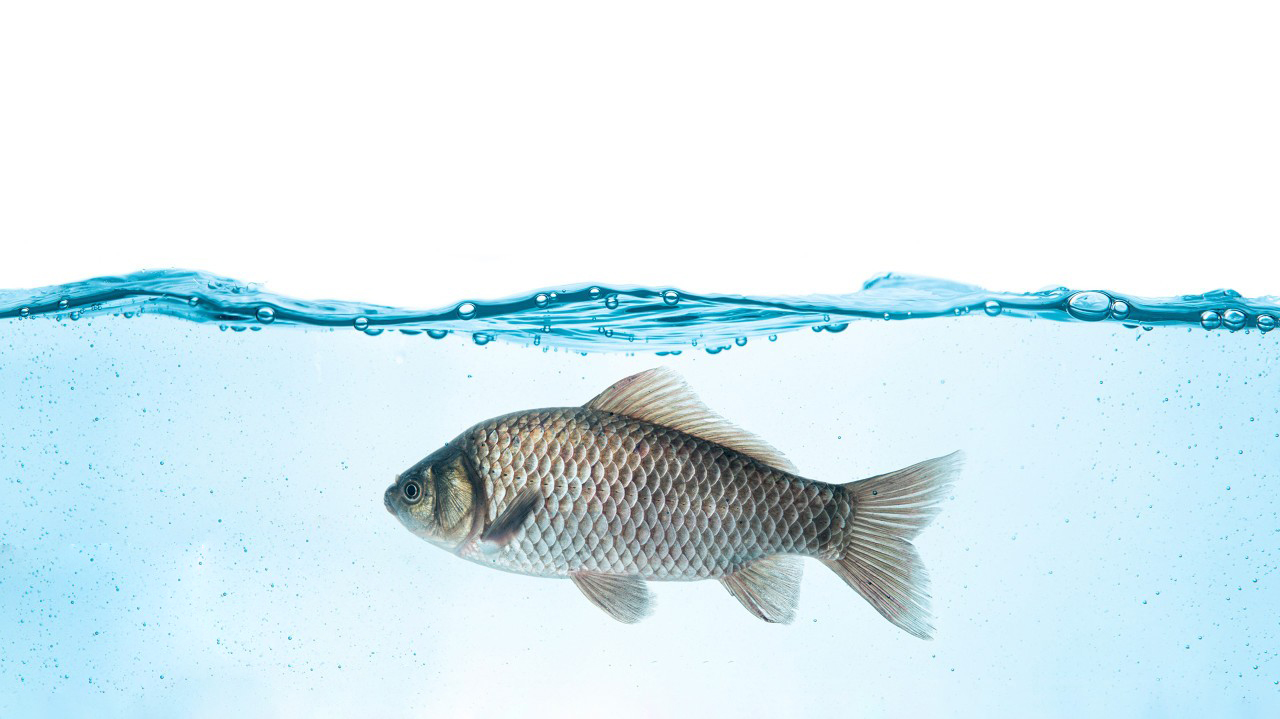 Food Source of Nicotinamide-Xi'an Lyphar Biotech Co., Ltd Food Source of Nicotinamide-Xi'an Lyphar Biotech Co., Ltd