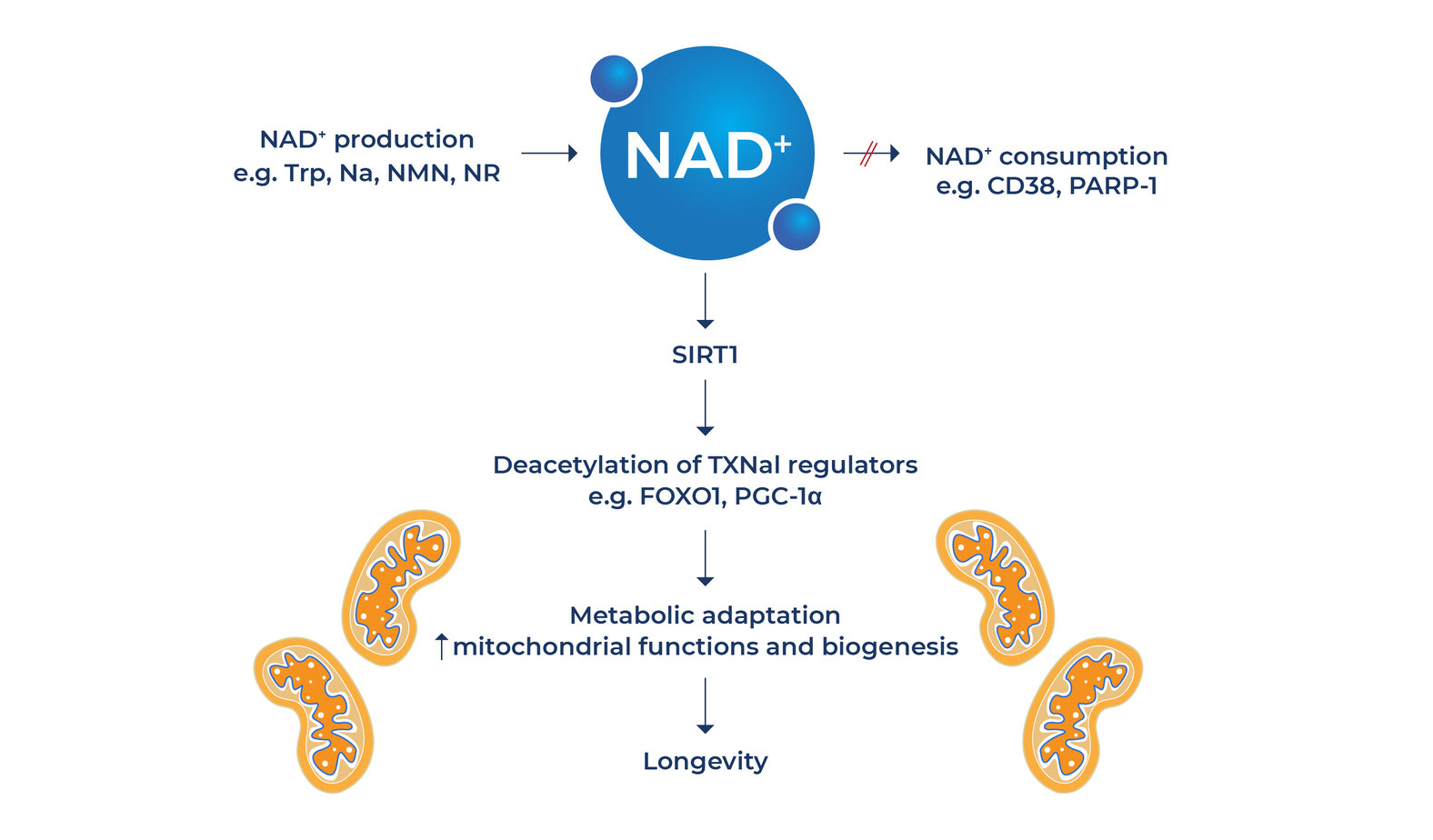 Synthesis of Nicotinamide Riboside-Xi'an Lyphar Biotech Co., Ltd Synthesis of Nicotinamide Riboside-Xi'an Lyphar Biotech Co., Ltd