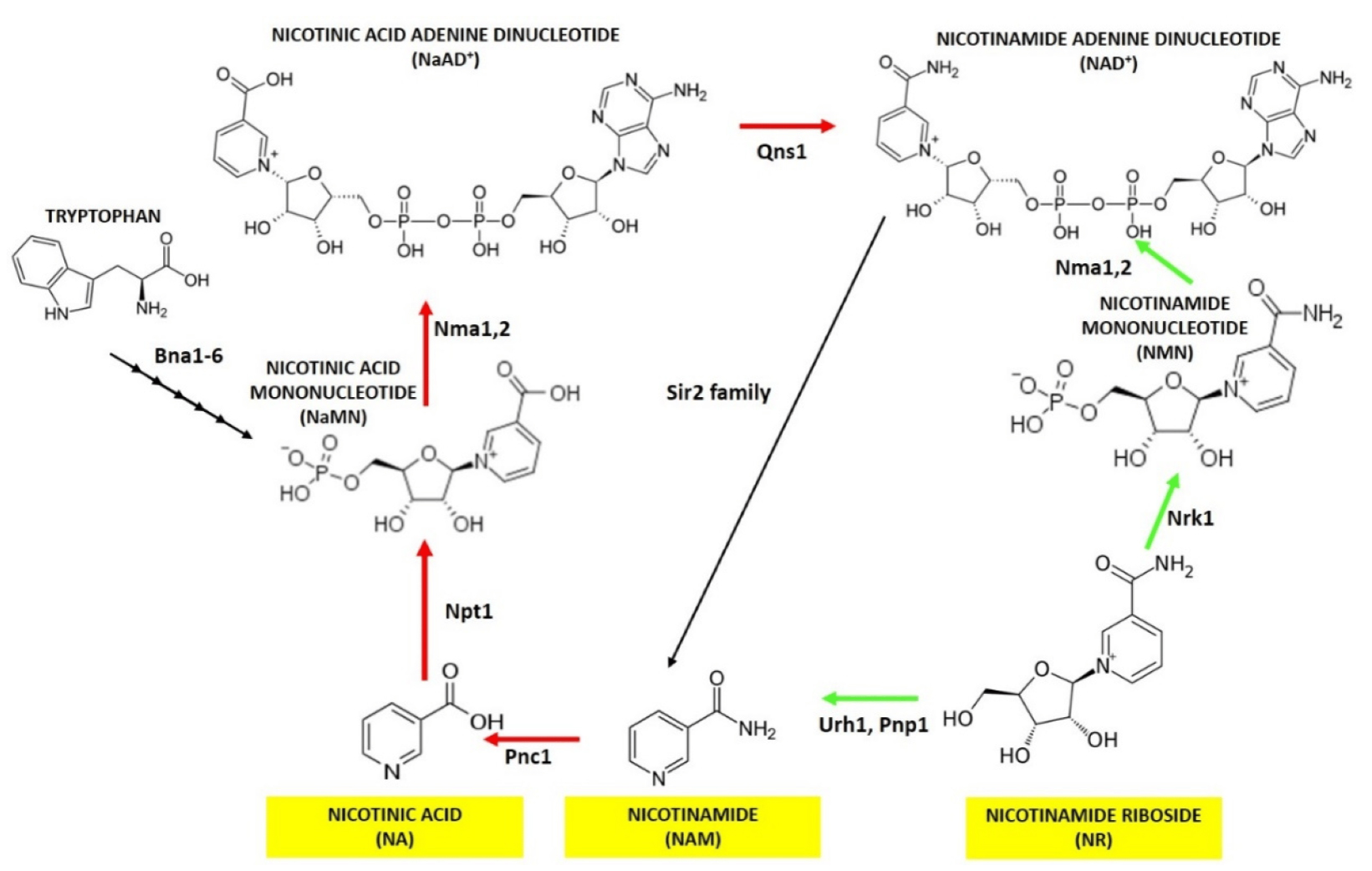 Synthesis of Nicotinamide Riboside-Xi'an Lyphar Biotech Co., Ltd Synthesis of Nicotinamide Riboside-Xi'an Lyphar Biotech Co., Ltd