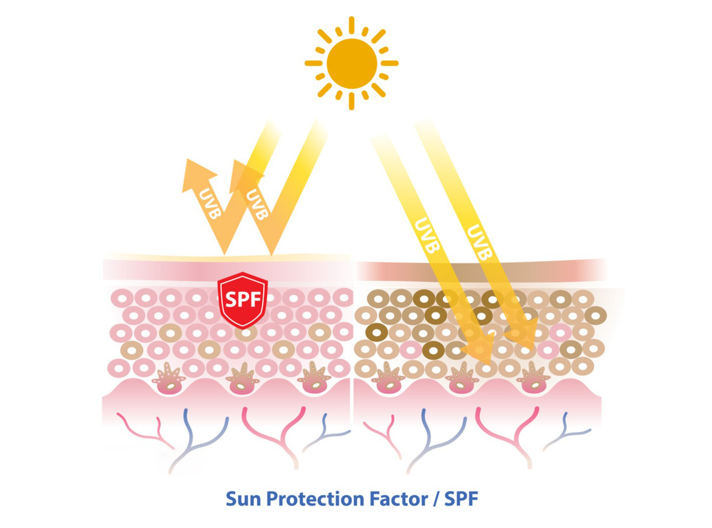 Basic Information of Avobenzone-Xi'an Lyphar Biotech Co., Ltd Basic Information of Avobenzone-Xi'an Lyphar Biotech Co., Ltd