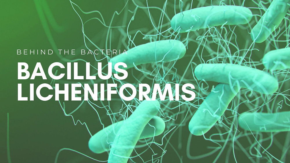 Bacillus Licheniformis vs Bifidobacterium-Xi'an Lyphar Biotech Co., Ltd Bacillus Licheniformis vs Bifidobacterium-Xi'an Lyphar Biotech Co., Ltd