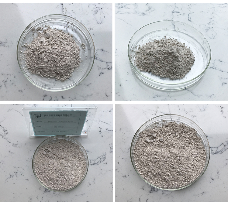 Bacillus Licheniformis vs Bifidobacterium-Xi'an Lyphar Biotech Co., Ltd Bacillus Licheniformis vs Bifidobacterium-Xi'an Lyphar Biotech Co., Ltd