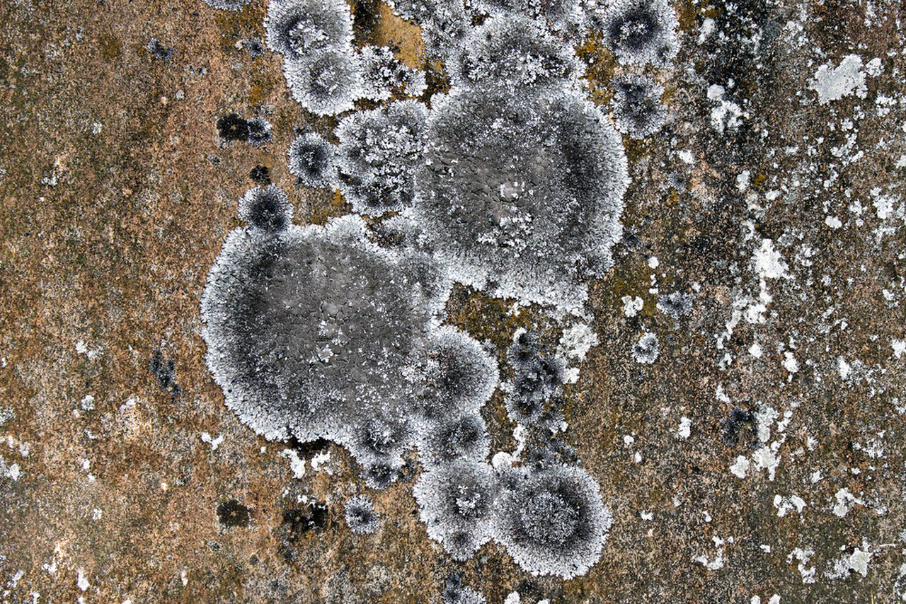 Bacillus Licheniformis