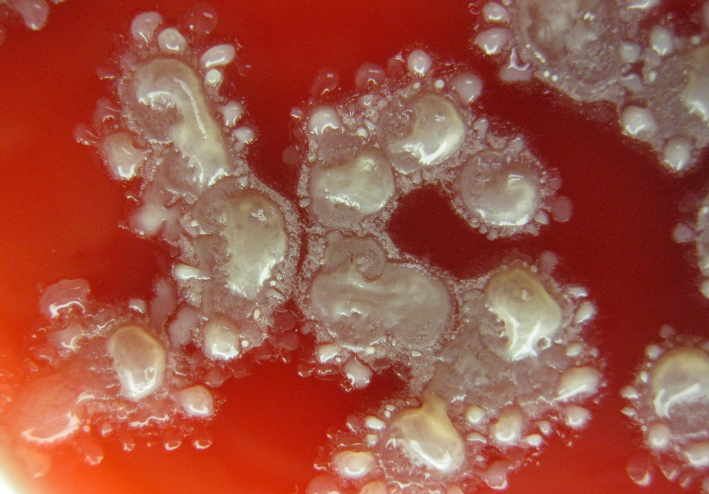 Bacillus Licheniformis
