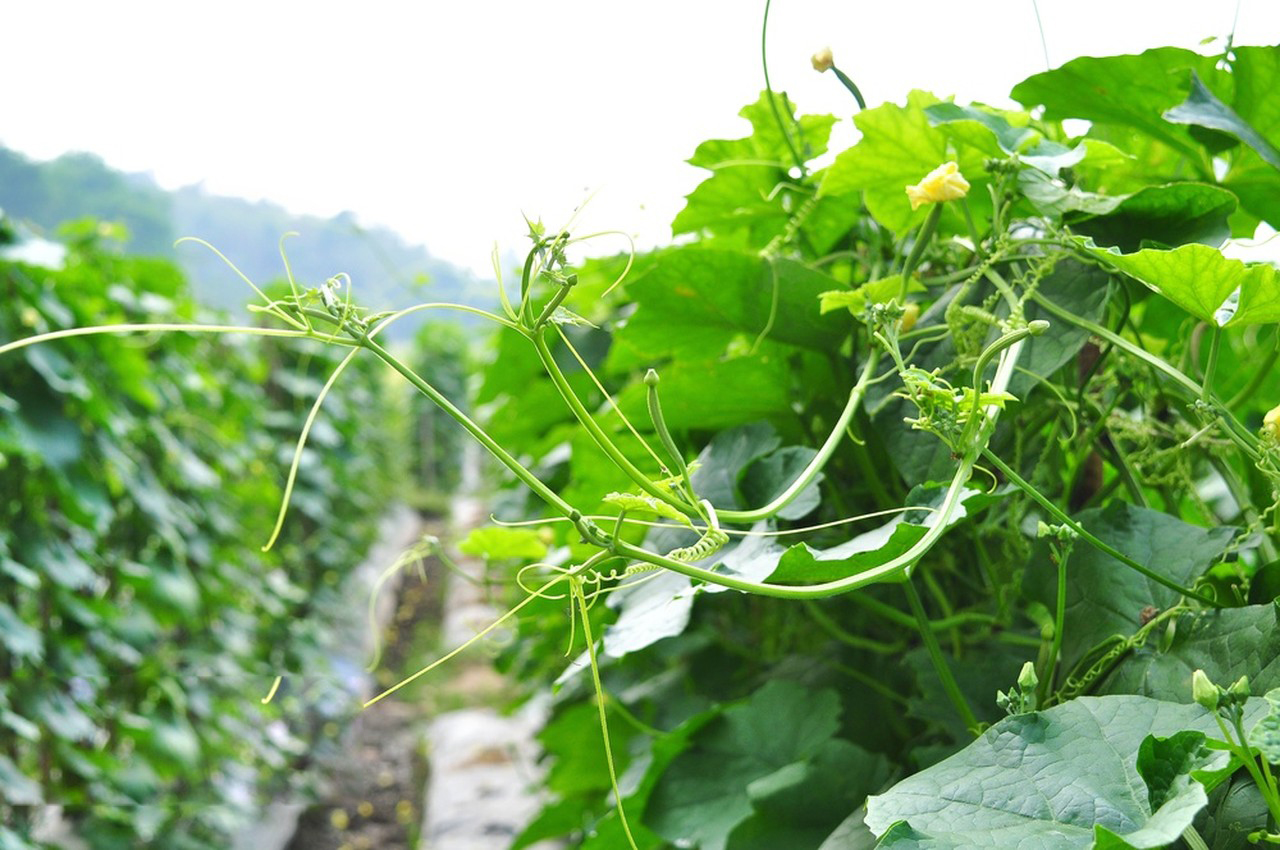 Materials and Methods of Bacillus Licheniformis-Xi'an Lyphar Biotech Co., Ltd Materials and Methods of Bacillus Licheniformis-Xi'an Lyphar Biotech Co., Ltd