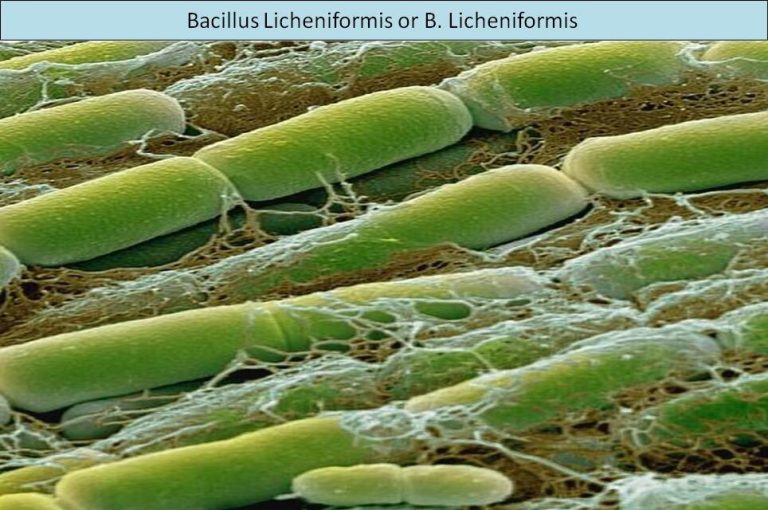 Mechanism of Bacillus Licheniformis 7 2025102307403651