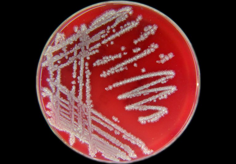 Pharmacological Action of Bacillus Licheniformis 6 2025102307450952