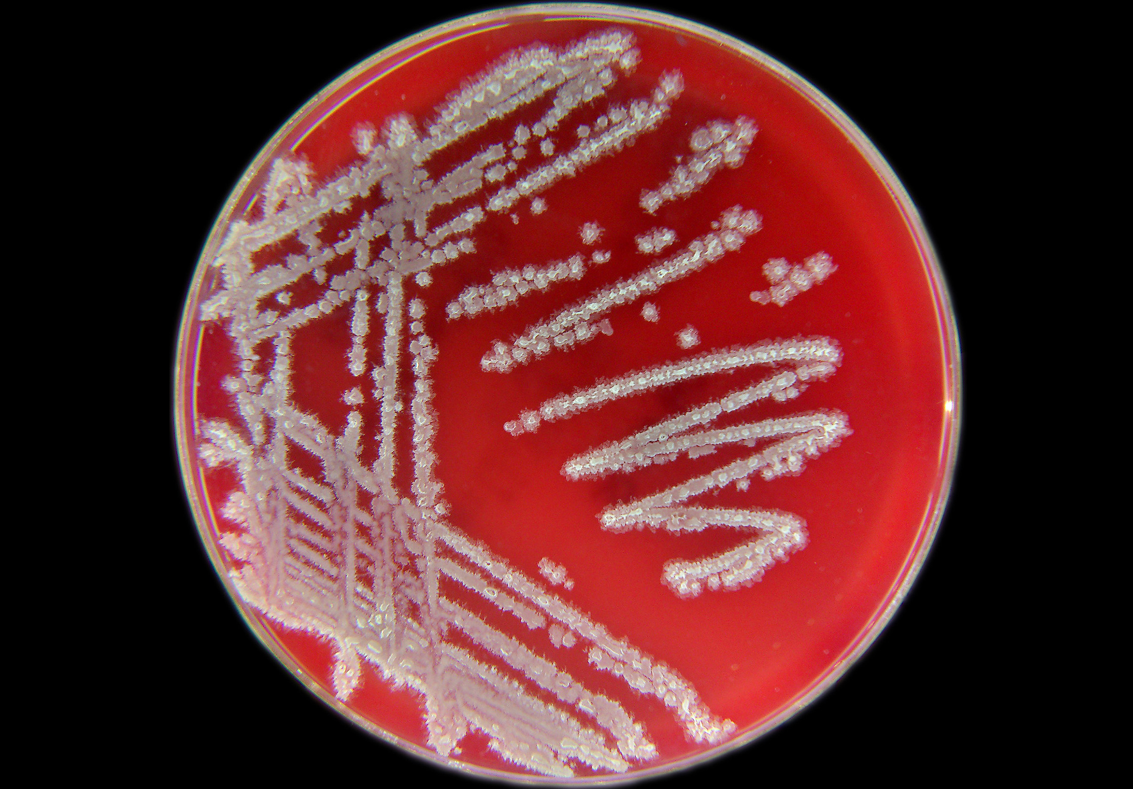 Pharmacological Action of Bacillus Licheniformis-Xi'an Lyphar Biotech Co., Ltd Pharmacological Action of Bacillus Licheniformis-Xi'an Lyphar Biotech Co., Ltd