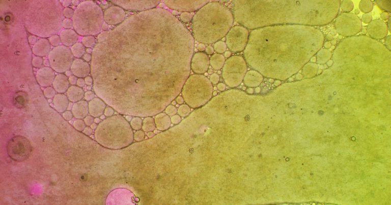 Basic information of Bacillus Subtilis 3 2025102408261332
