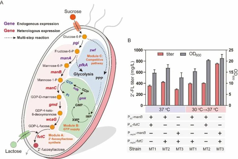 Benefits of Bacillus Subtilis 2 2025102408293734