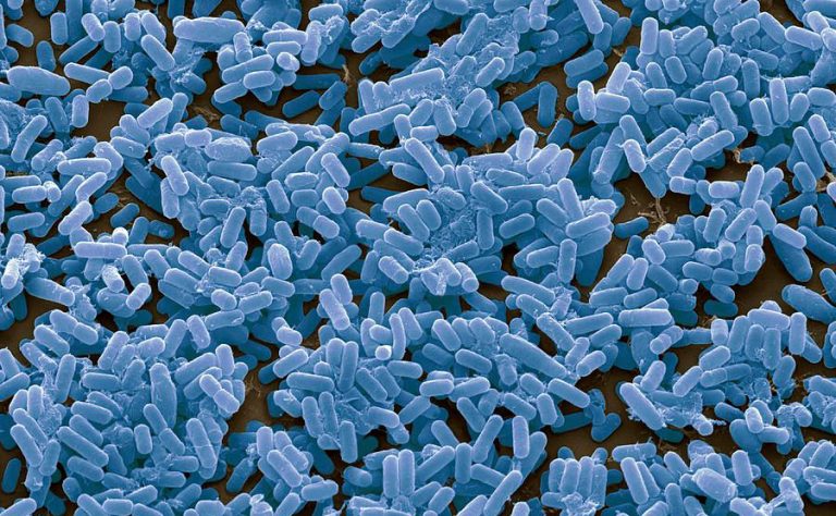 Effects and Function of Bacillus Subtilis 3 2025102708381537