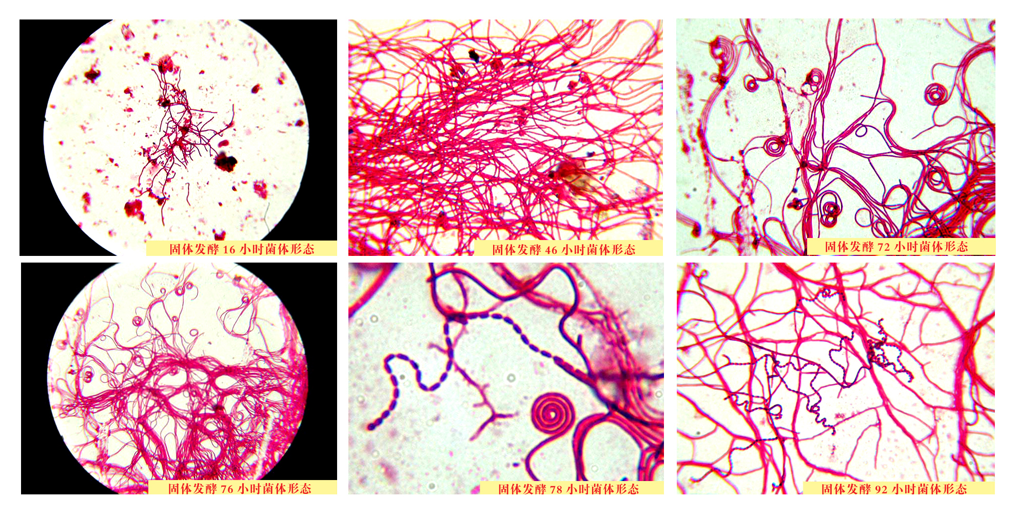 Preparation Method of Bacillus Subtilis-Xi'an Lyphar Biotech Co., Ltd Preparation Method of Bacillus Subtilis-Xi'an Lyphar Biotech Co., Ltd