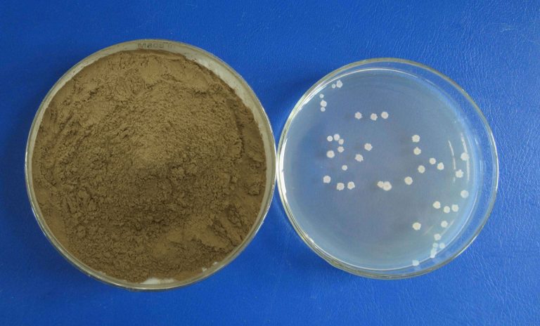 Research Direction of Bacillus Subtilis 8 2025102908184310