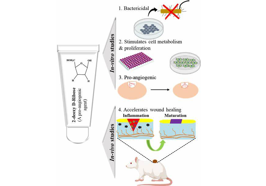 Biological Functions of 2-Deoxy-D-Ribose-Xi'an Lyphar Biotech Co., Ltd Biological Functions of 2-Deoxy-D-Ribose-Xi'an Lyphar Biotech Co., Ltd