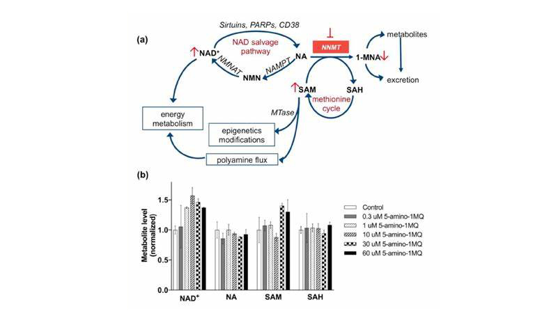 Comprehensive study of 5-Amino-1MQ Iodide-Xi'an Lyphar Biotech Co., Ltd Comprehensive study of 5-Amino-1MQ Iodide-Xi'an Lyphar Biotech Co., Ltd
