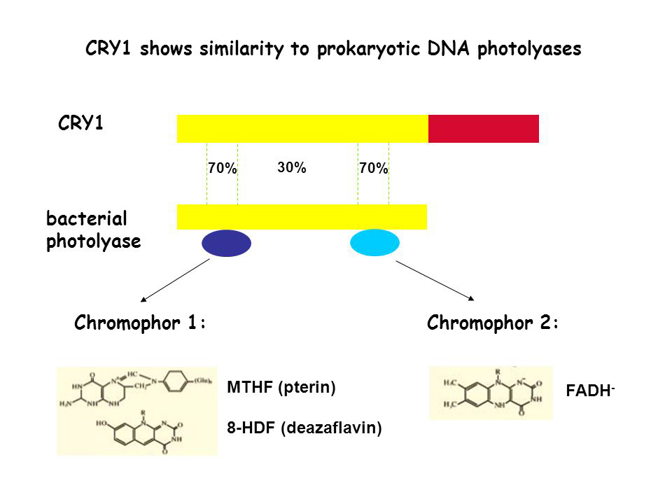 Basic Ingredients of 5-Deazaflavin-Xi'an Lyphar Biotech Co., Ltd Basic Ingredients of 5-Deazaflavin-Xi'an Lyphar Biotech Co., Ltd