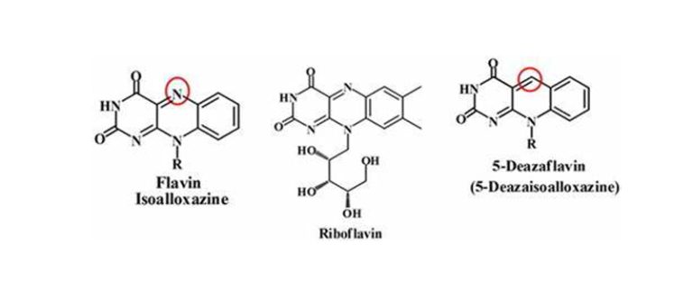 How does 5-Deazaflavin promote NAD+ production? 3 2025120408424958