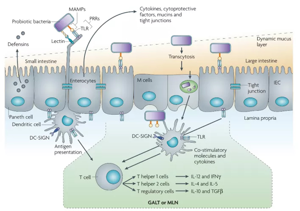 Bifida Ferment Lysate is suitable for skin care products in which dosage forms?-Xi'an Lyphar Biotech Co., Ltd