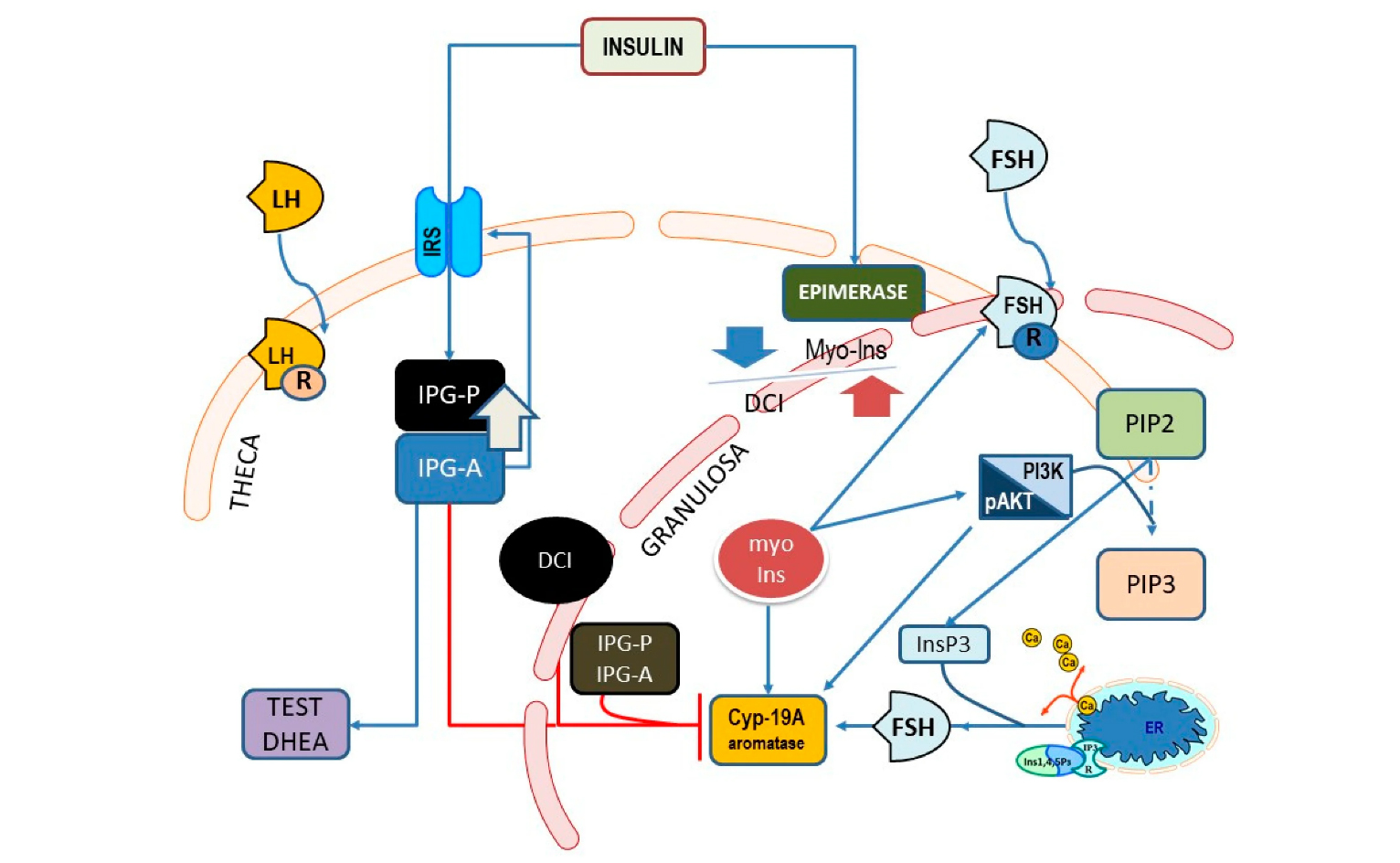 Effectiveness, Side Effects, and Special Considerations of D-Chiro-Inositol-Xi'an Lyphar Biotech Co., Ltd
