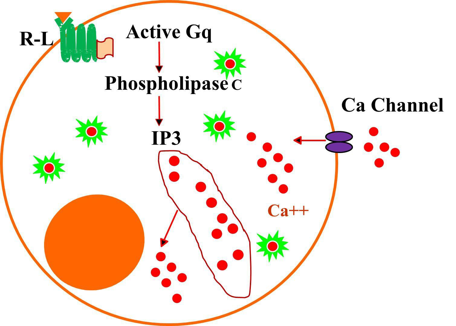 Comparability of D-Chiro-Inositol-Xi'an Lyphar Biotech Co., Ltd Comparability of D-Chiro-Inositol-Xi'an Lyphar Biotech Co., Ltd