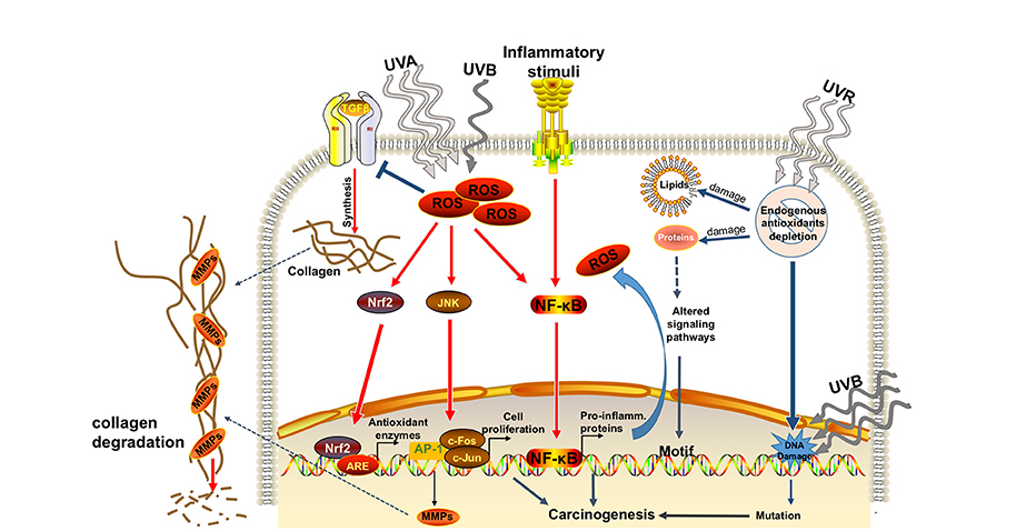What is Dimethylmethoxy Chromanol?-Xi'an Lyphar Biotech Co., Ltd