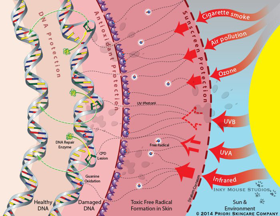 Benefits of Dimethylmethoxy Chromanol-Xi'an Lyphar Biotech Co., Ltd