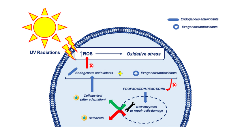 Does Dimethylmethoxy Chromanol repair skin barrier function?-Xi'an Lyphar Biotech Co., Ltd