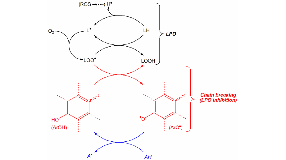 Use of Dimethylmethoxy Chromanol-Xi'an Lyphar Biotech Co., Ltd
