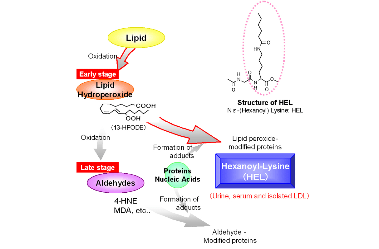 Effectiveness, Side Effects, and Special Considerations of Dimethylmethoxy Chromanol-Xi'an Lyphar Biotech Co., Ltd Effectiveness, Side Effects, and Special Considerations of Dimethylmethoxy Chromanol-Xi'an Lyphar Biotech Co., Ltd