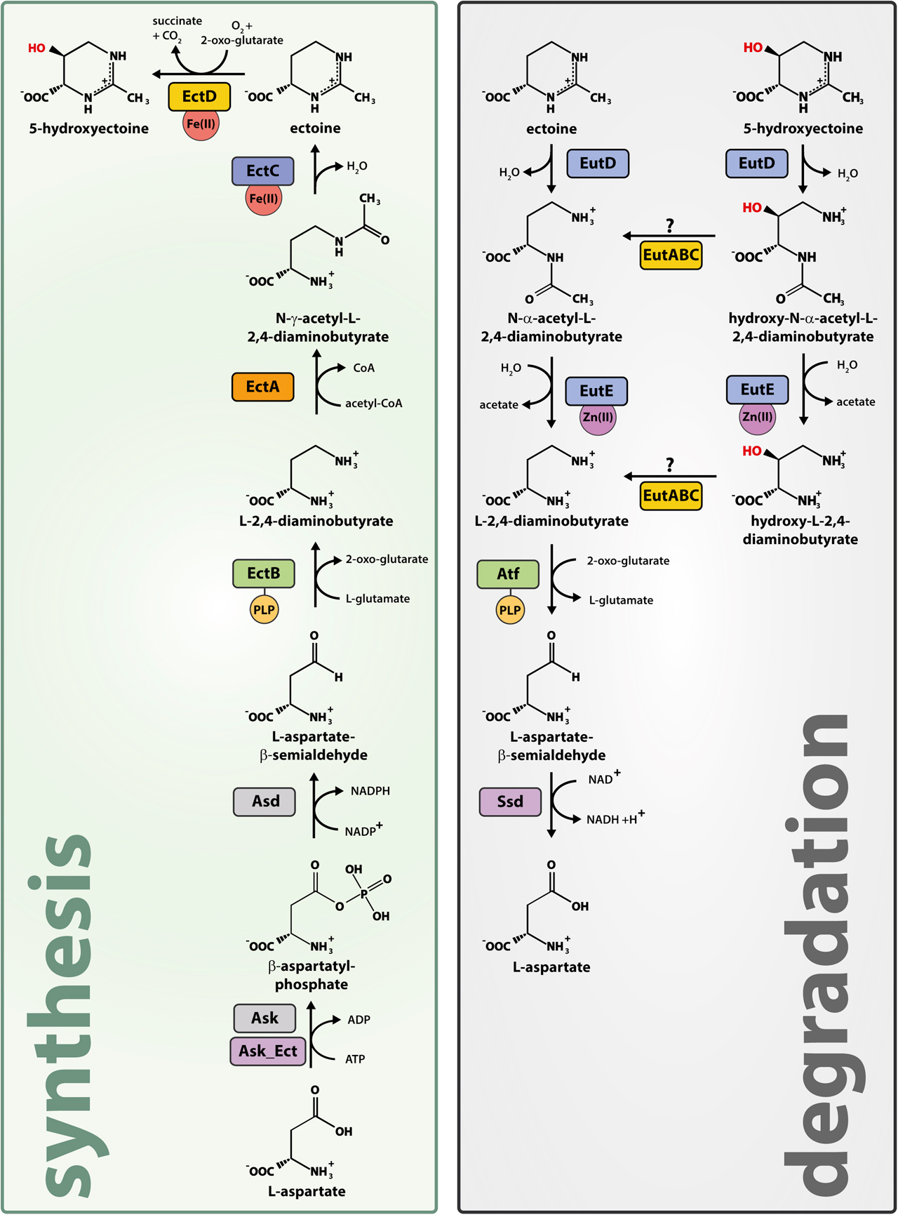 Pharmacological action of Ectoine-Xi'an Lyphar Biotech Co., Ltd Pharmacological action of Ectoine-Xi'an Lyphar Biotech Co., Ltd